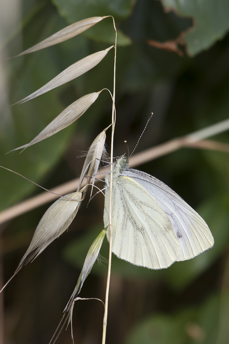 Pieris, Verona: Pieris napi?